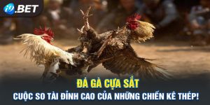 Đá Gà Cựa Sắt - Cuộc So Tài Đỉnh Cao Của Những Chiến Kê Thép!