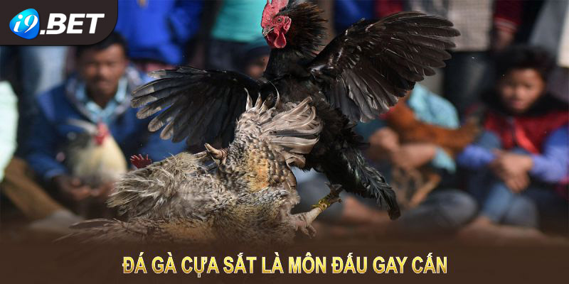 Đá gà cựa sắt là môn cược gay cấn, kết hợp giữa truyền thống và hiện đại